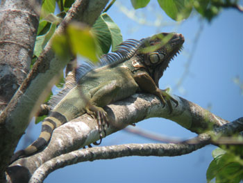cr_manuel_iguana cr_manuel_iguana