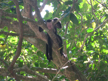 cr_manuel_macaco cr_manuel_macaco