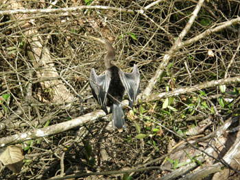 cr_tortuguero_ave cr_tortuguero_ave