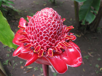 cr_tortuguero_flor cr_tortuguero_flor