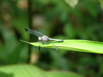 cr_tortuguero_insecto cr_tortuguero_insecto