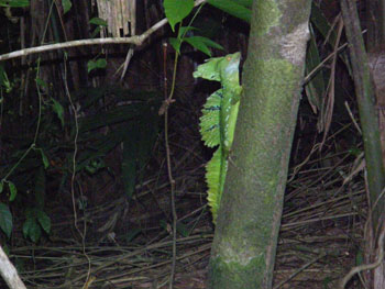 cr_tortuguero_lagarto cr_tortuguero_lagarto