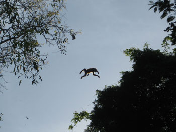 cr_tortuguero_macacos cr_tortuguero_macacos